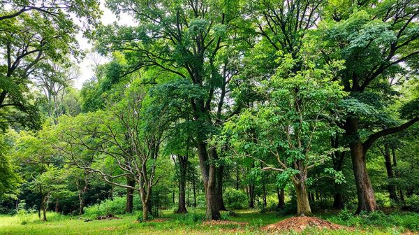 Optimisez la santé de vos espaces verts avec l'élagage des arbres